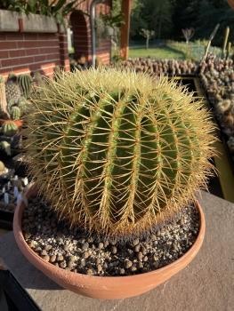 Ferocactus grusonii